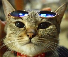 ネコ写真