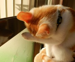 ネコ写真