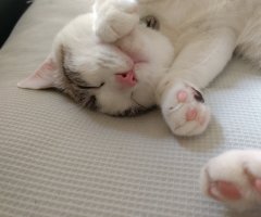 ネコ写真