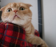ネコ写真