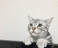 ネコ写真