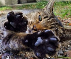猫写真