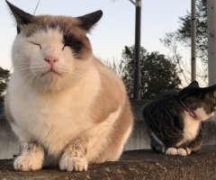 ネコ写真