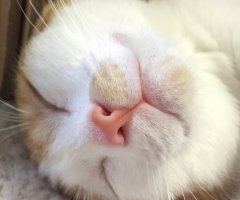 ネコ写真