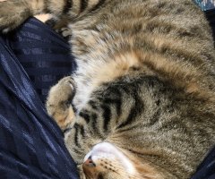 ネコ写真