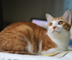 ネコ写真