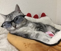 ネコ写真
