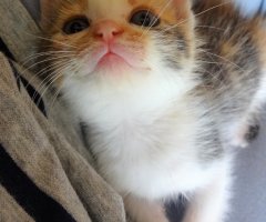 ネコ写真