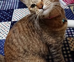 ネコ写真