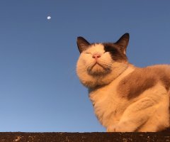 ネコ写真