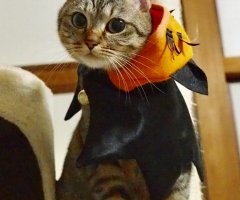ネコ写真