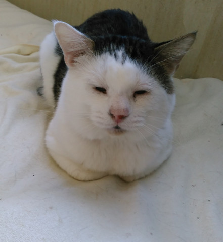 ぶさねこ かわいい猫写真 猫画像の投稿サイト ネコジルシ