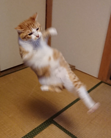 アクション女優ひま - かわいい猫写真u0026猫画像の投稿サイト - ネコジルシ