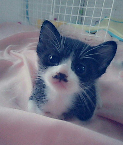 綺麗なちょび髭! - かわいい猫写真u0026猫画像の投稿サイト - ネコジルシ