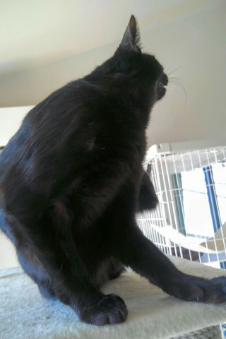 女帝シルエット - かわいい猫写真u0026猫画像の投稿サイト - ネコジルシ