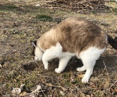 穴掘り♪]ネコ写 - かわいい猫写真u0026猫画像の投稿サイト ネコジルシ