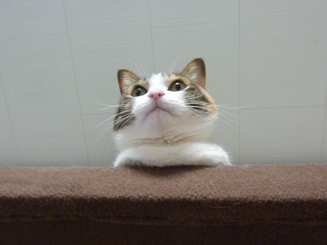 ガン見 かわいい猫写真 猫画像の投稿サイト ネコジルシ