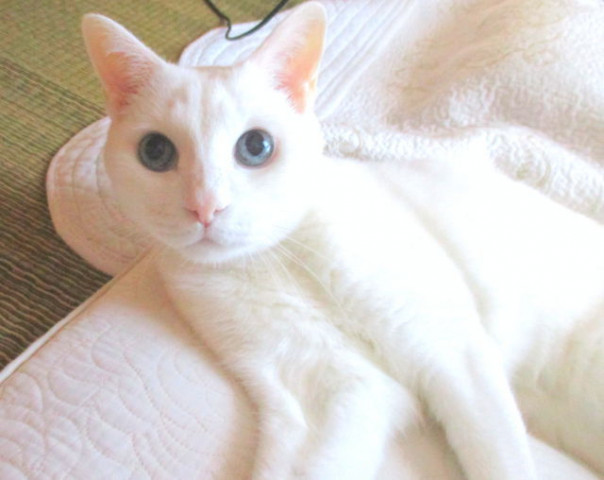 白い猫 かわいい猫写真 猫画像の投稿サイト ネコジルシ