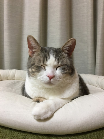 癒し かわいい猫写真 猫画像の投稿サイト ネコジルシ