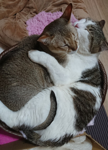         -        u0026          -      