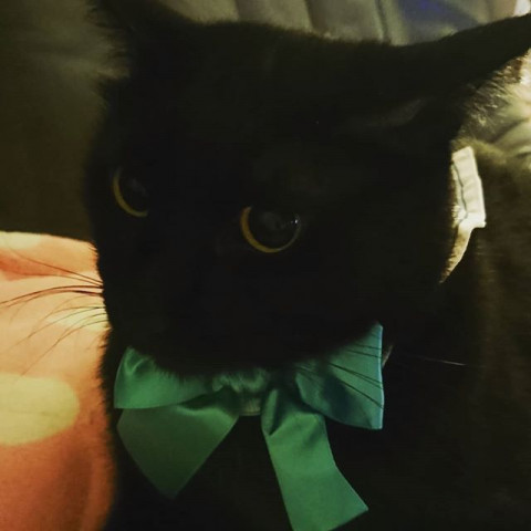 セーラーにゃーん テオ かわいい猫写真 猫画像の投稿サイト ネコジルシ セーラーにゃーん テオ かわいい猫写真 猫画像の投稿サイト ネコジルシ