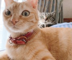 猫写真
