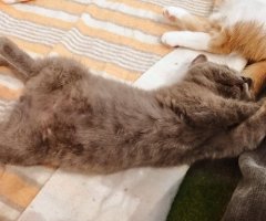 猫写真