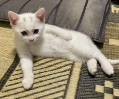 猫写真