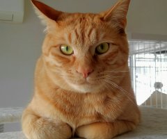 猫写真