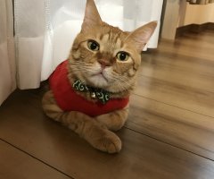 ネコ写真