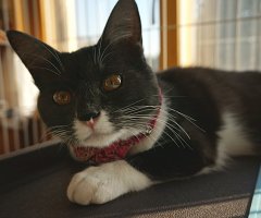 猫写真