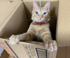 猫写真
