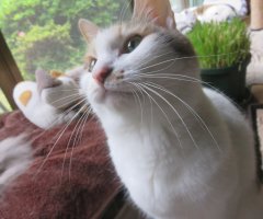 ネコ写真