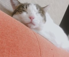 猫写真