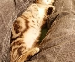 猫写真