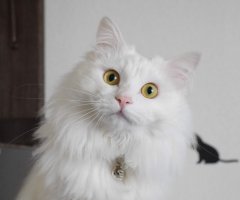 ネコ写真