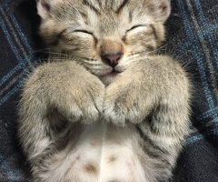 猫写真