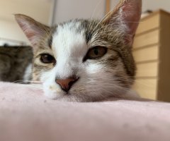 猫写真