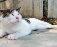 ネコ写真