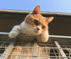 猫写真