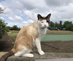 猫写真