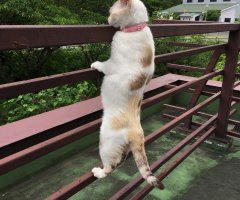 猫写真