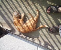 猫写真