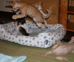 猫写真