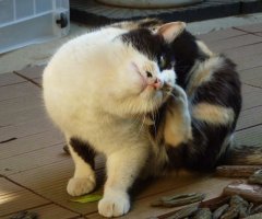猫写真