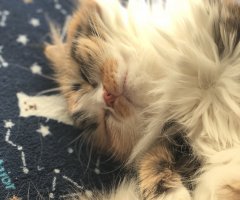 猫写真