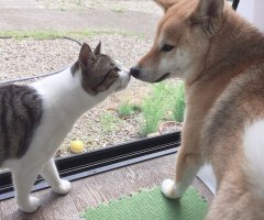 猫写真