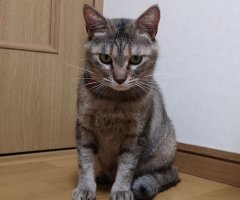 猫写真