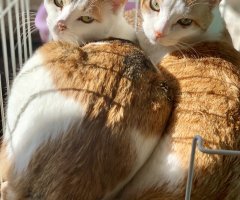 ネコ写真