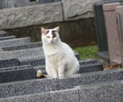 猫写真
